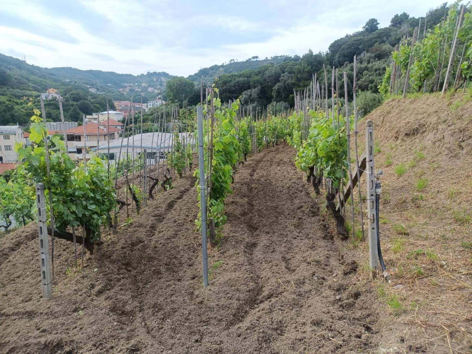 Agriturismo Cele Celle Ligure Exterior foto